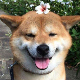Shiba Inu